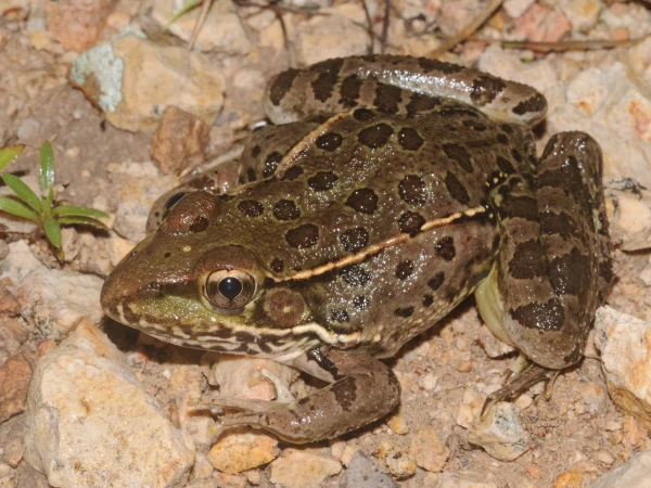 Rana yavapaiensis (Lowland Leopard Frog) | Arizona Wildlife